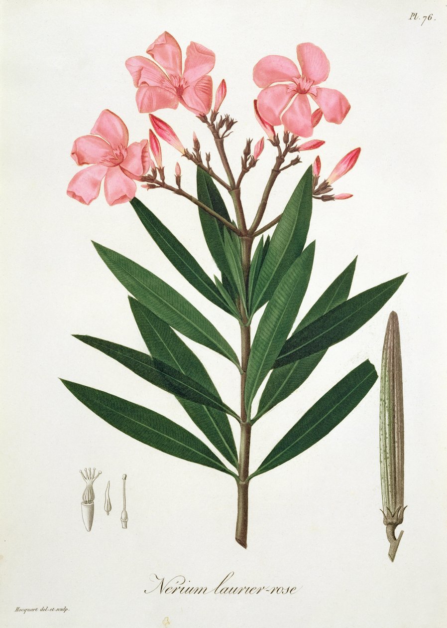 जोसेफ रोक्स (1772-1850) द्वारा &39;फाइटोग्राफ़ी मेडिक&39; से ओलियंडर, 1821 में प्रकाशित द्वारा एलएफजे होक्वार्ट