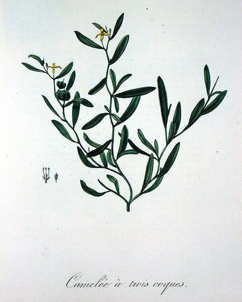 जोसेफ रोक्स (1772-1850) द्वारा 'फाइटोग्राफी मेडिकल' से तीन शैल कैमेलिया, 1821 में प्रकाशित (उत्कीर्णन) द्वारा एलएफजे होक्वार्ट