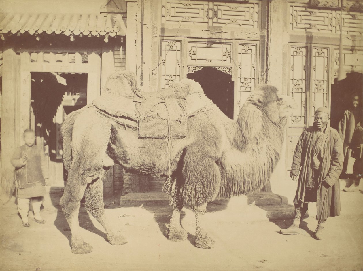 पेकिन, नंबर 923, 1867। द्वारा लाई फोंग।