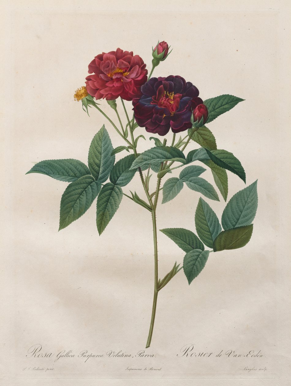 गुलाब के फूल: रोजा गैलिका पुरपुरिया वेलुटिना पर्व, 1817-1824। द्वारा लैंग्लोइस