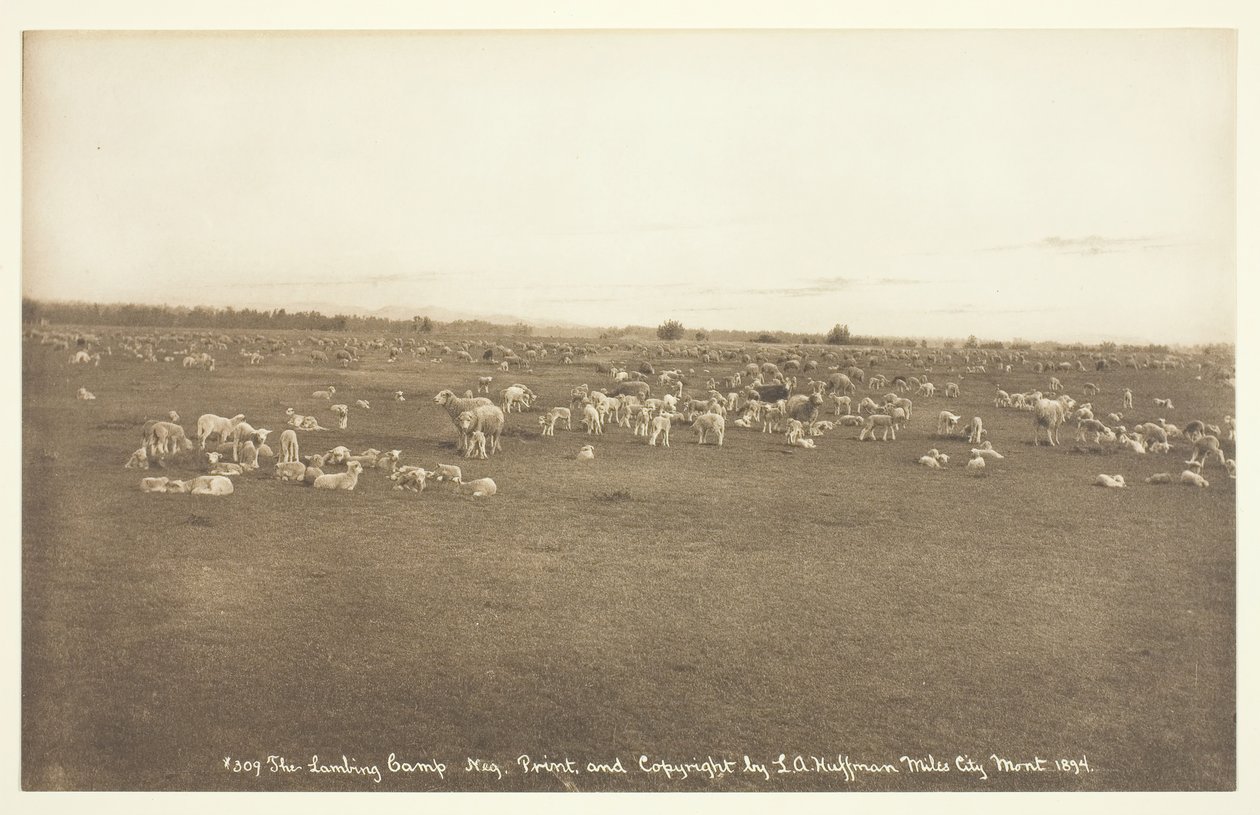 लैम्बिंग कैंप, 1894। द्वारा लैटन एल्टन हफमैन