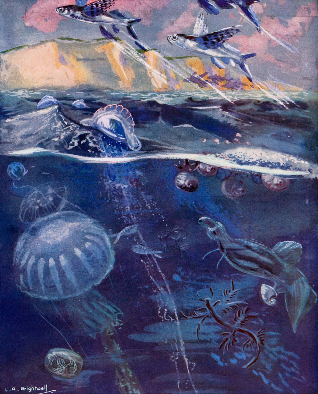  द्वारा लियोनार्ड रॉबर्ट ब्राइटवेल