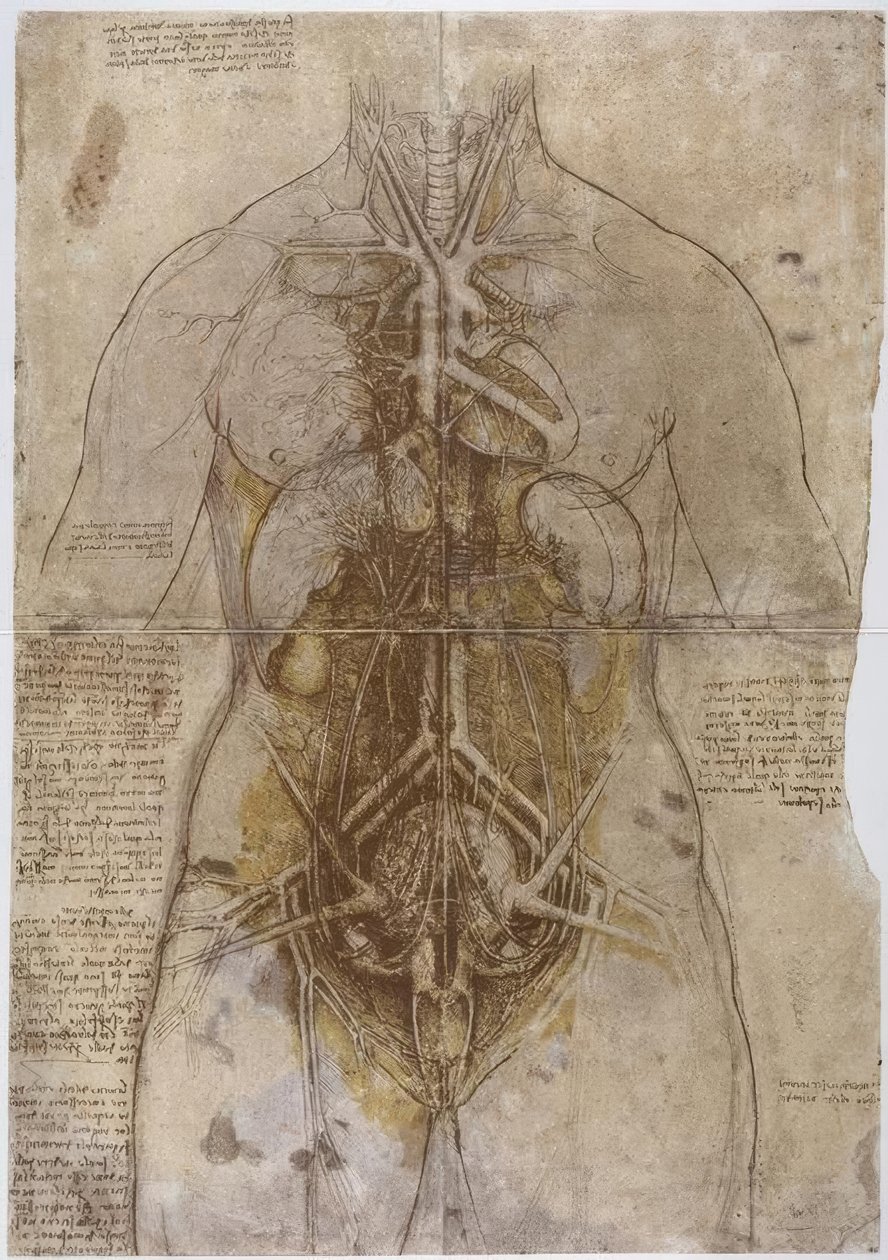 Anatomiestudie द्वारा लियोनार्डो दा विंची