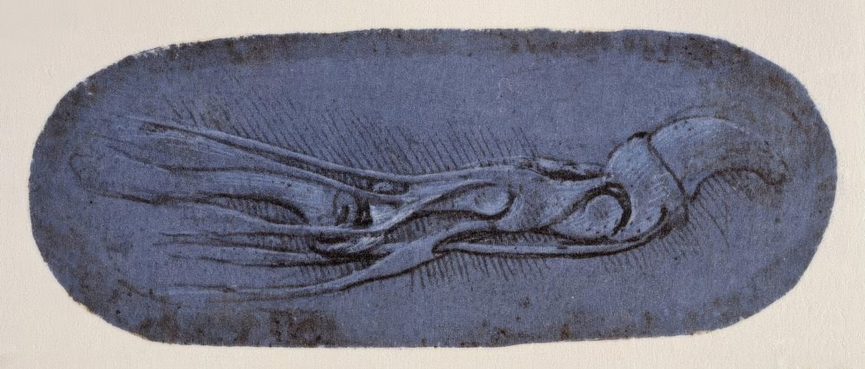 Anatomiestudie द्वारा लियोनार्डो दा विंची