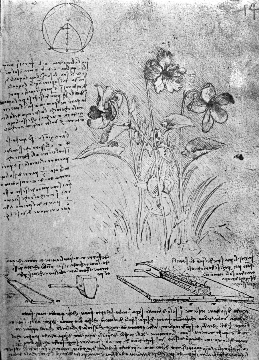 वायोलस (वियोला गंध और वायोला कैनिना), फोल का अध्ययन। पांडुलिपि बी से 14r, c.1487-90 (कागज पर कलम और स्याही) द्वारा लियोनार्डो दा विंची