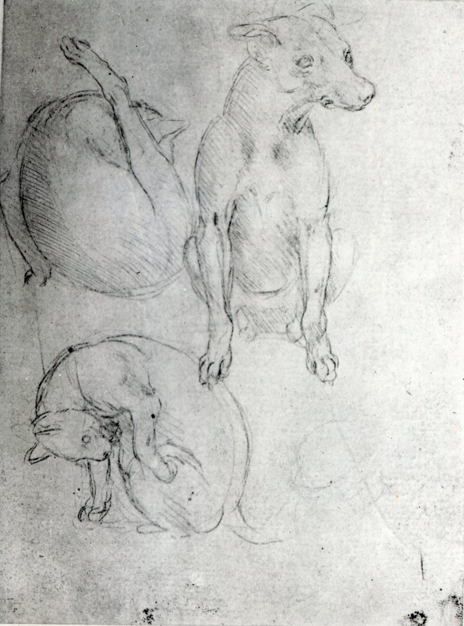 एक कुत्ते और एक बिल्ली का अध्ययन, c.1480 (कागज पर मेटलपॉइंट) द्वारा लियोनार्डो दा विंची