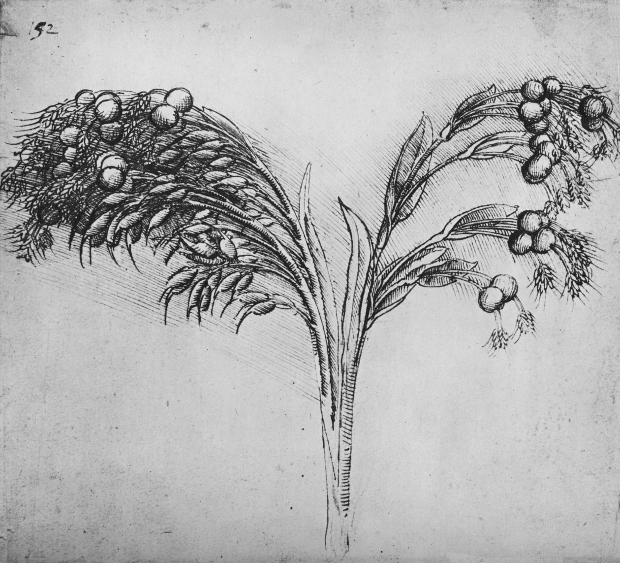 एक लंबा तना हुआ पौधा, c1480 1945 द्वारा लियोनार्डो दा विंची