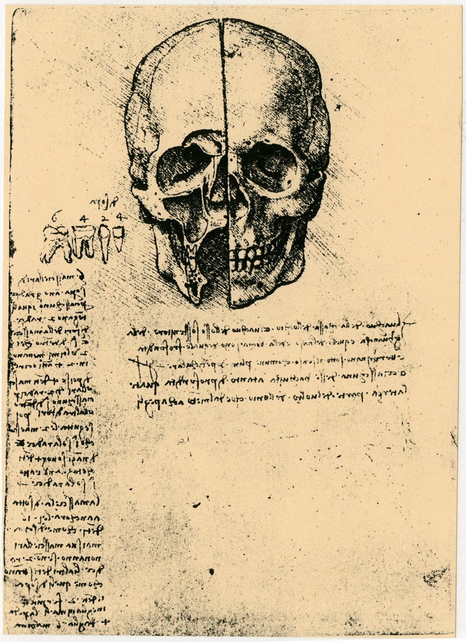 मानव खोपड़ी का शारीरिक स्केच, c1472-1519 द्वारा लियोनार्डो दा विंची