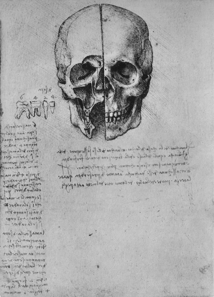 खोपड़ी के दो हिस्सों का चित्रण, c1480 1945 द्वारा लियोनार्डो दा विंची