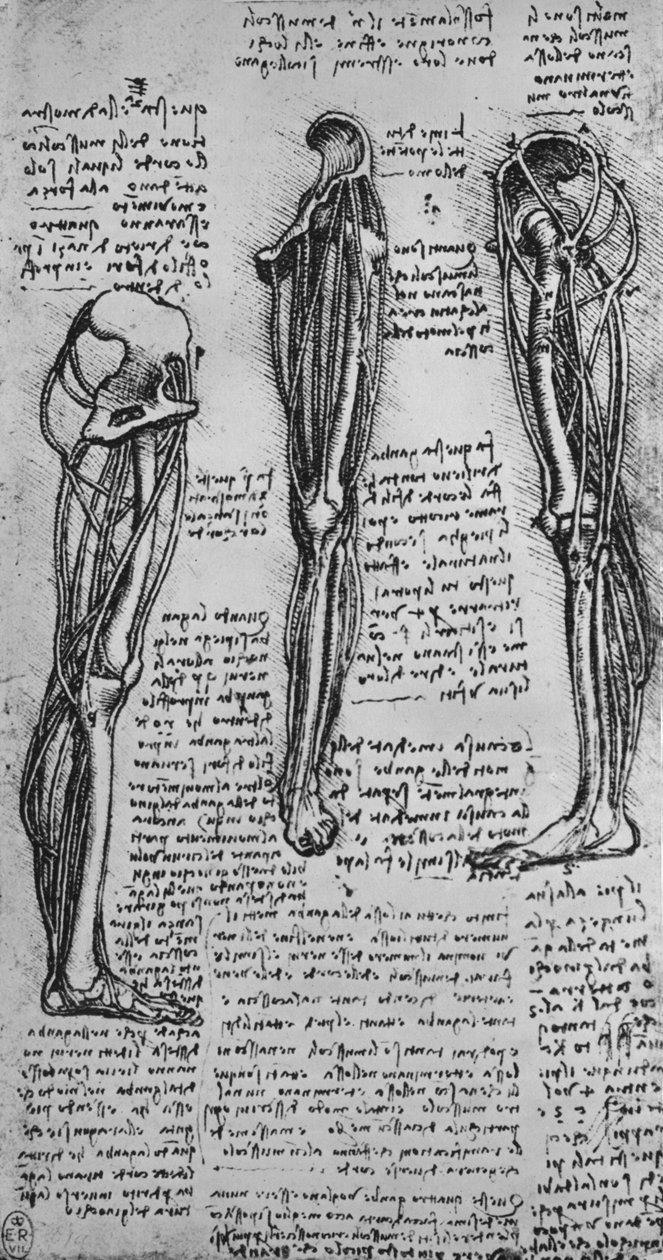एक लेग लेग दिखाते हुए ड्रॉ ऑफ बोन्स एंड टेंडन्स, c1480 1945 द्वारा लियोनार्डो दा विंची