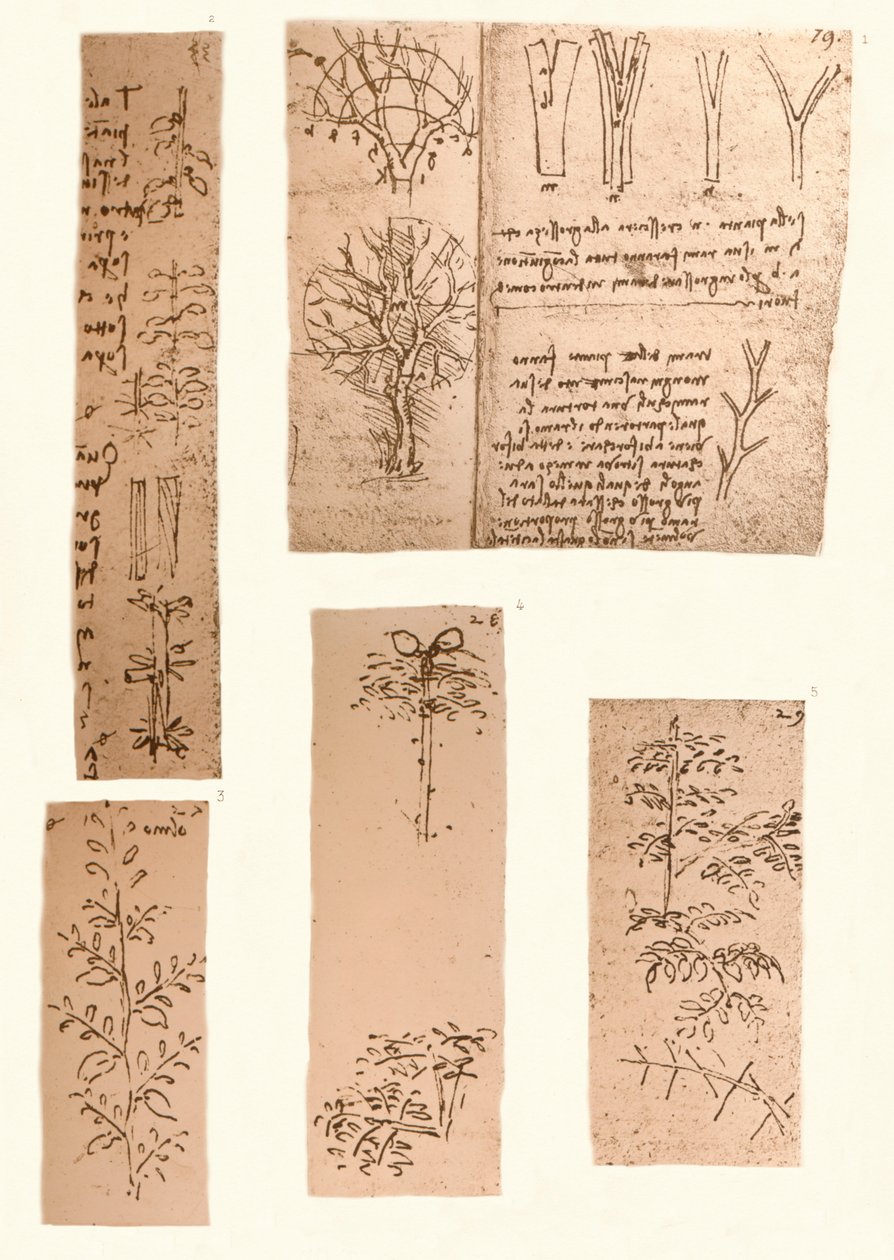 लैंडस्केप पेंटिंग के तत्वों को दर्शाता पांच चित्र, c1472-c1519 1883 द्वारा लियोनार्डो दा विंची
