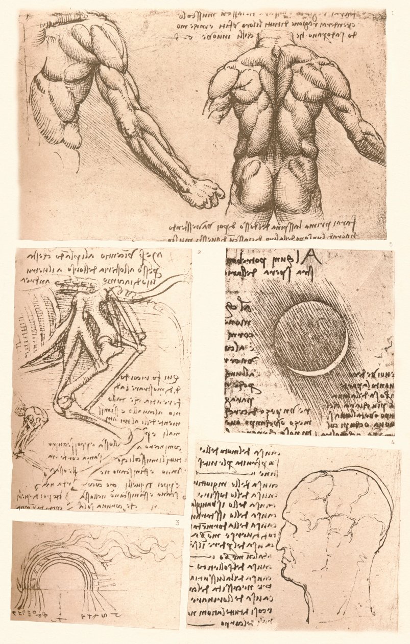 चार शारीरिक चित्र, c1472-c1519 1883 द्वारा लियोनार्डो दा विंची