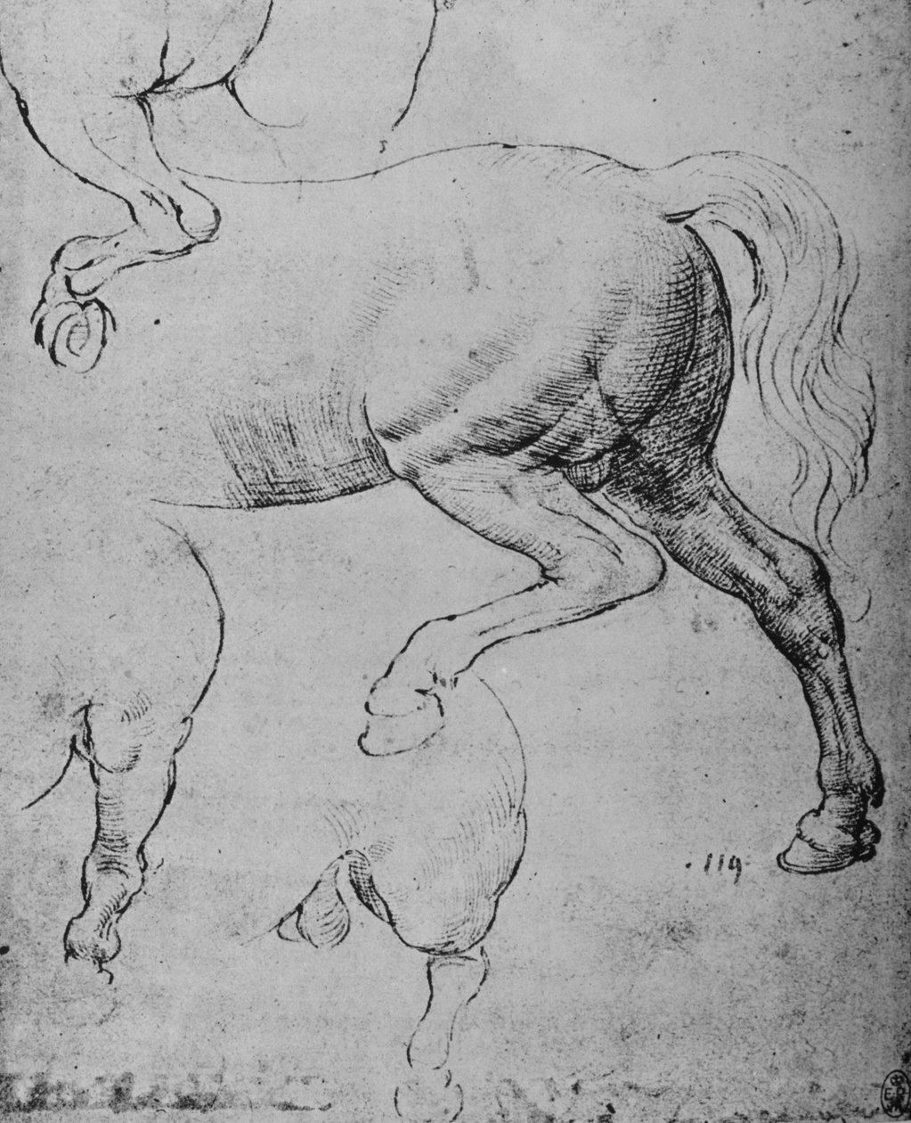 हिंद-क्वार्टर और एक पैर के हिंद-पैर का अध्ययन, c1480 1945 द्वारा लियोनार्डो दा विंची