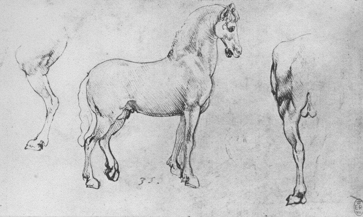 एक घोड़े का अध्ययन, उसके निकट हिंद-पैर और उसके हिंद-क्वार्टर, c1480 1945 द्वारा लियोनार्डो दा विंची