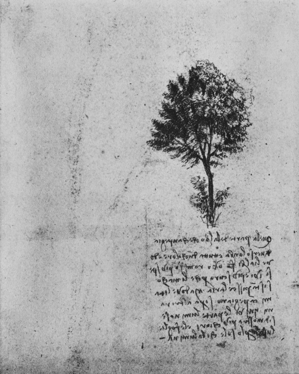 एक पेड़ का अध्ययन, c1480 1945 द्वारा लियोनार्डो दा विंची
