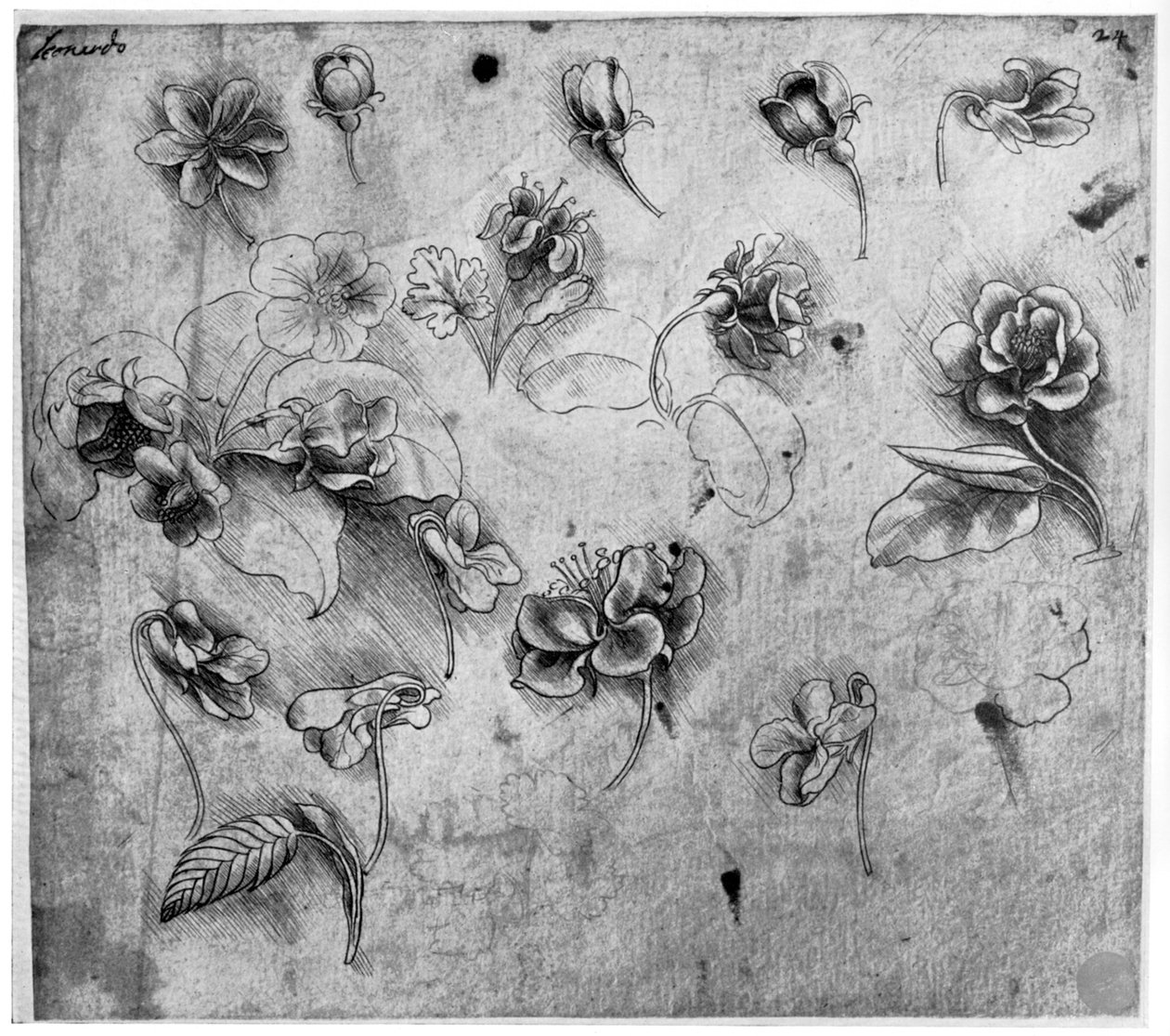 फूलों का अध्ययन, c1481-1483 1954। द्वारा लियोनार्डो दा विंची