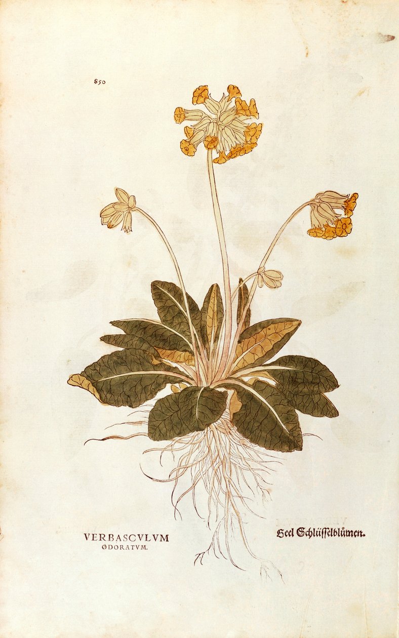 Cowslip - Primula vertis officinalis (Verbasculum odoratum) लियोनहार्ट फुच्स द्वारा पौधों के इतिहास से (पौधों के इतिहास पर उल्लेखनीय टिप्पणियाँ), रंगीन उत्कीर्णन द्वारा लियोनहार्ड फुच्स