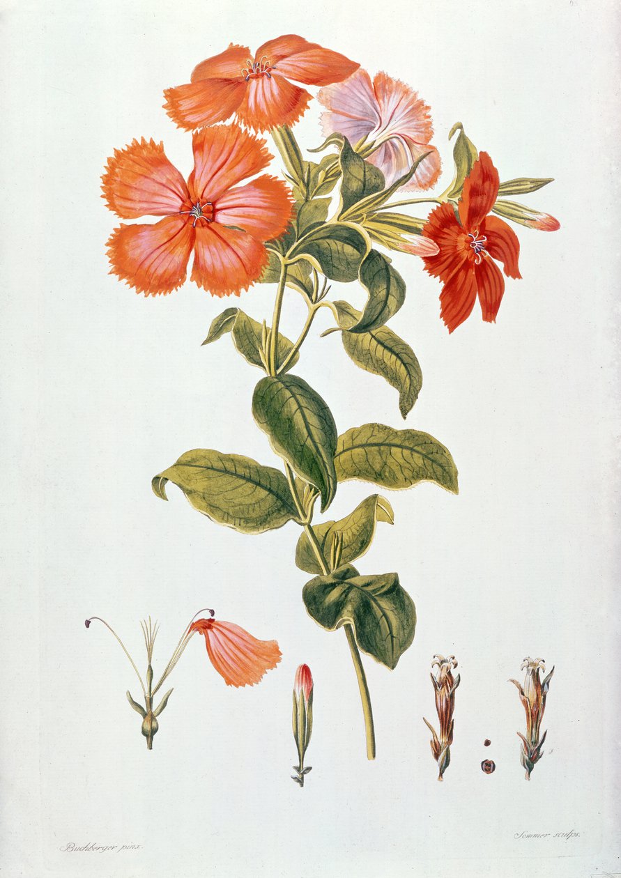 लिचनिस कोरोनारिया, `थिसॉरस बोटेनिकस’ से, 1819 द्वारा लियोपोल्ड ट्राटिनिक