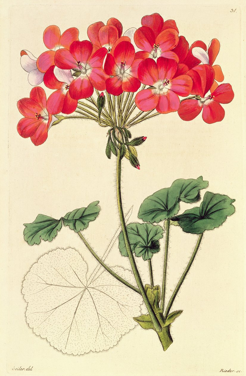 `पेलार्गोनियम की नई प्रजाति &39;से पेलार्गोनियम, c.1825-34 द्वारा लियोपोल्ड ट्राटिनिक