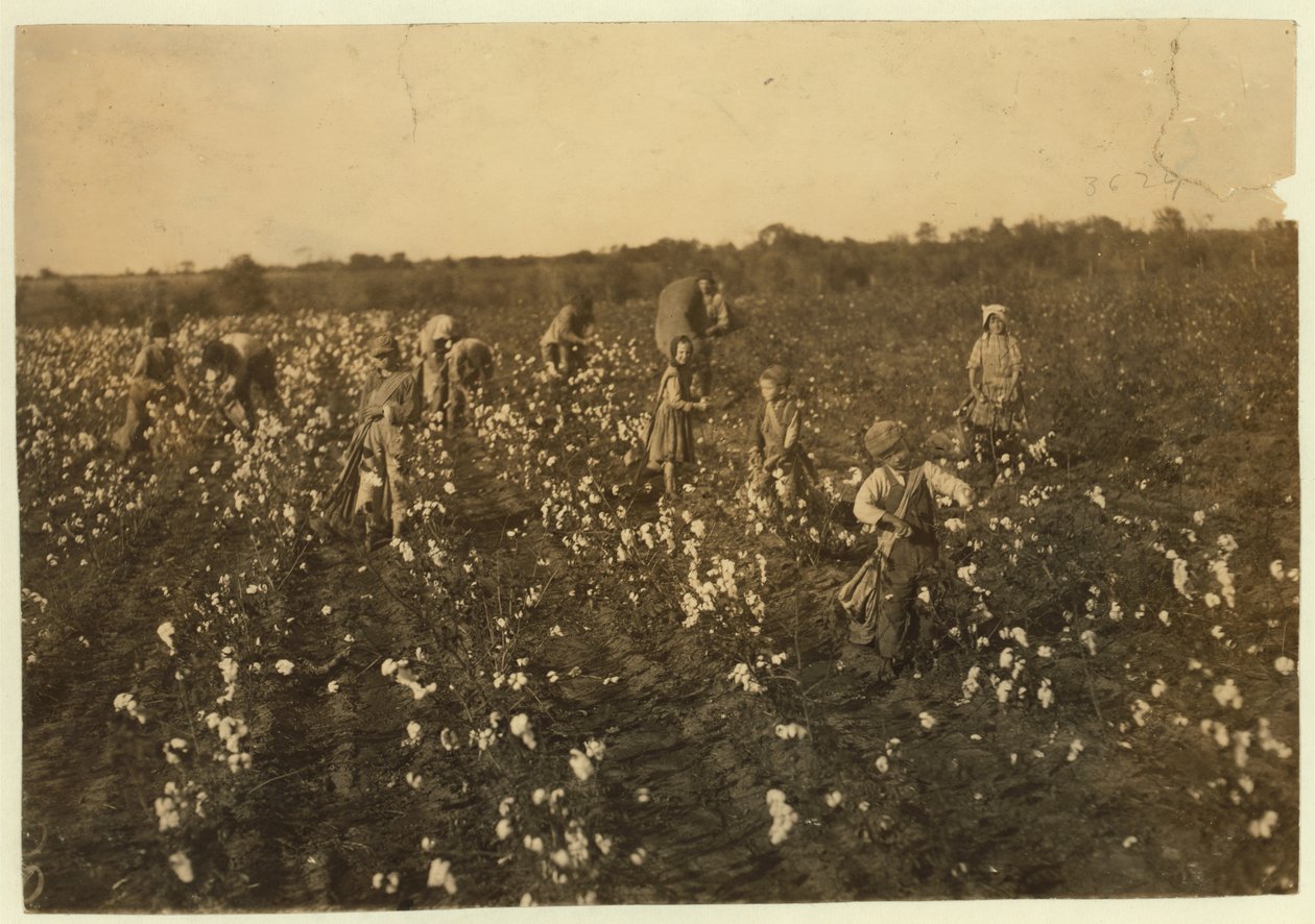मैक्किनी, टेक्सास, 1913 के पास कपास उठाता परिवार द्वारा लेविस विक्स हाइन