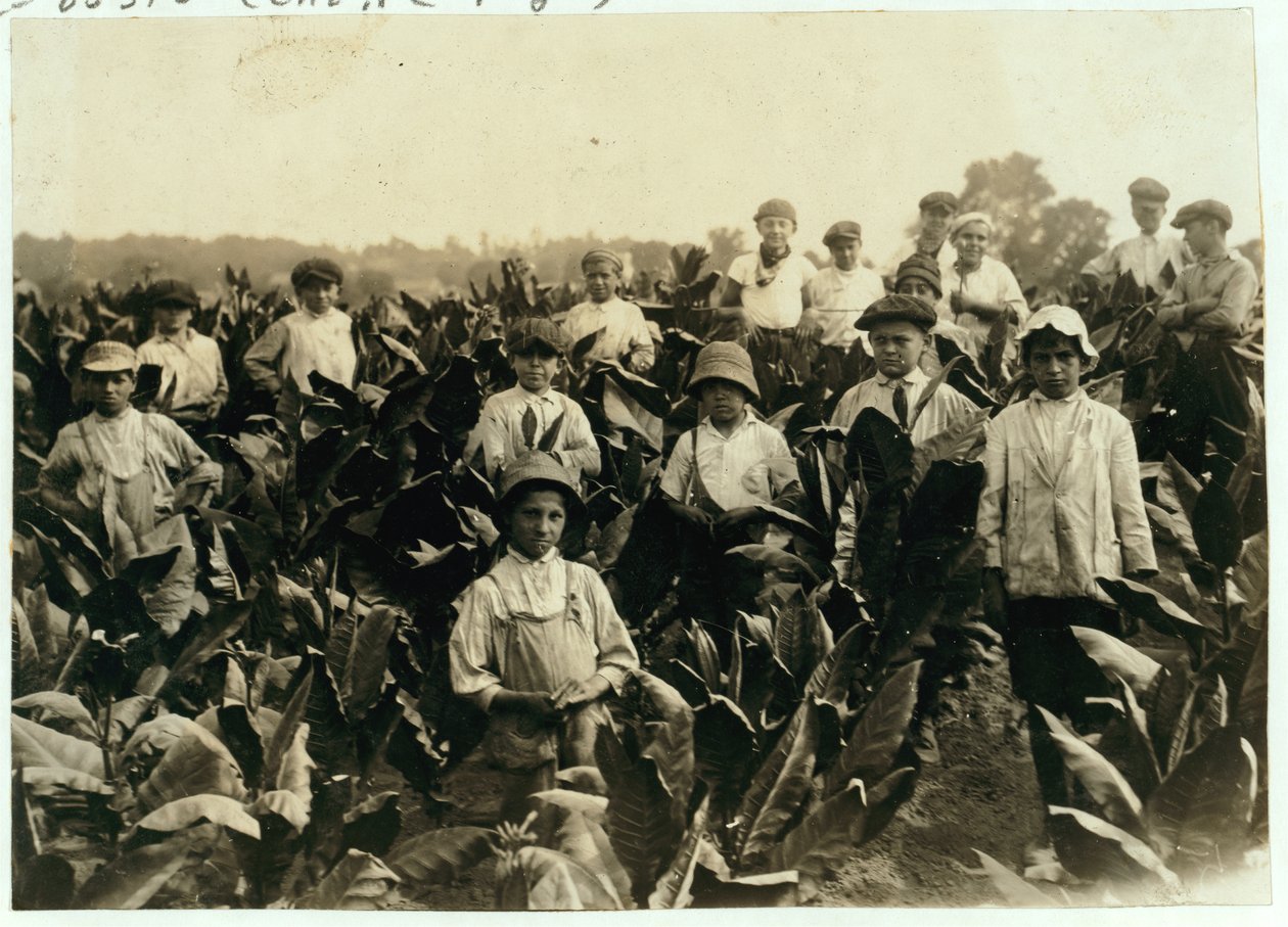 गुडरिच टोबेको फार्म, गिल्डर्सलीव के पास, कनेक्टिकट, 1917 द्वारा लेविस विक्स हाइन