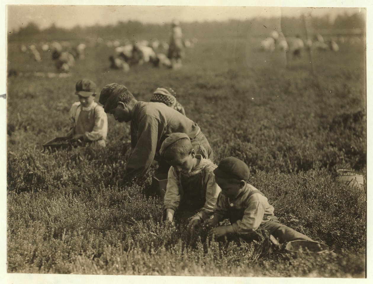 Jo Arnao 3, Whites Bog, Browns Mills, New Jersey, 1910 में अपने भाई 6 और बहन 9 के साथ क्रैनबेरी उठाकर द्वारा लेविस विक्स हाइन