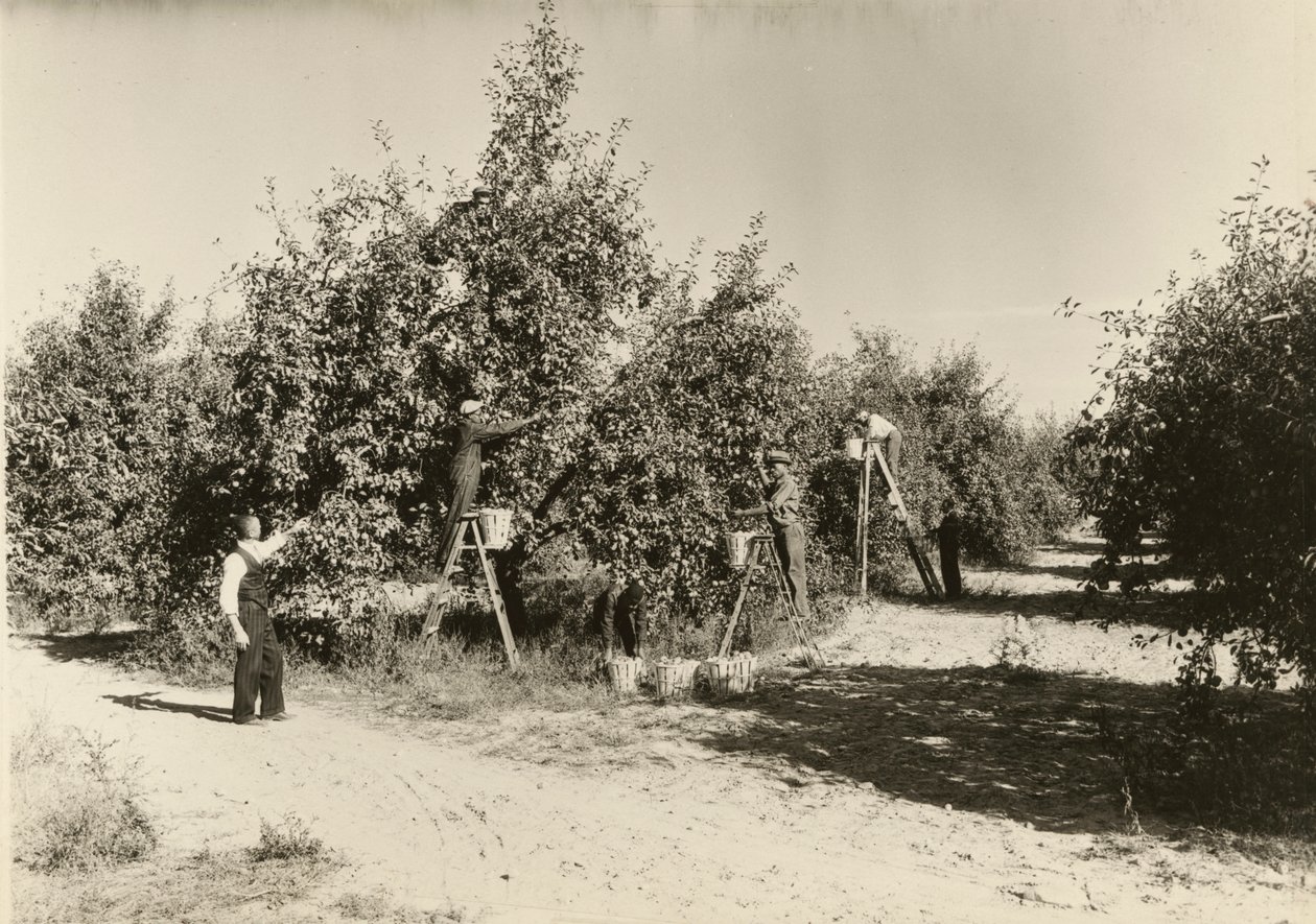 शीर्षकहीन, सीए। 1935. द्वारा लेविस विक्स हाइन