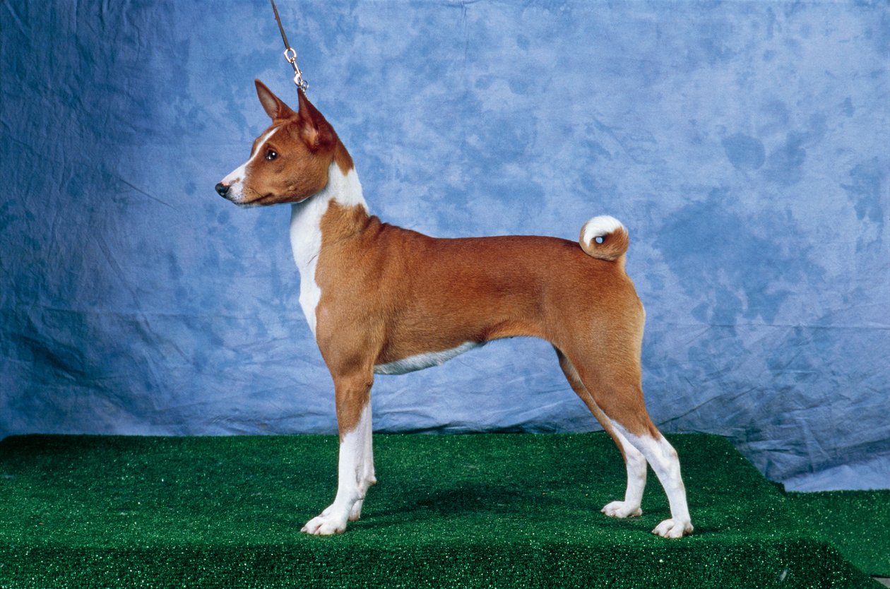 Basenji Dog (photo) द्वारा अज्ञात अज्ञात