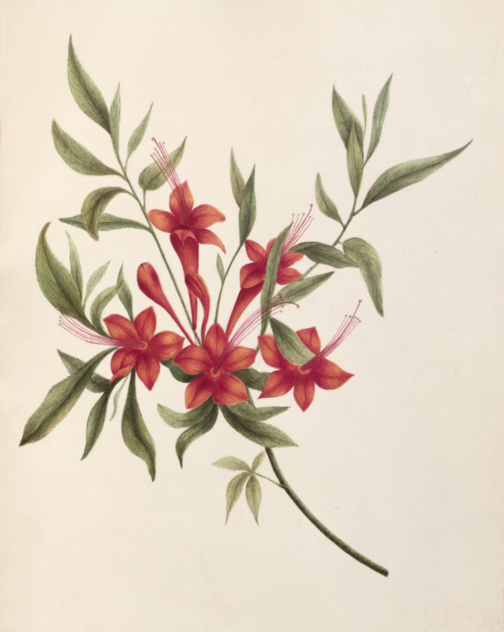fuschia द्वारा लिली कार्टराईट