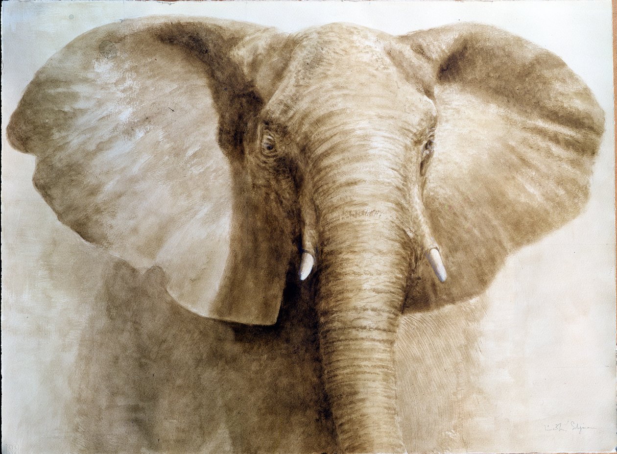 हाथी, 2004 (कागज पर एक्रिलिक) द्वारा लिंकन सेलिगमैन