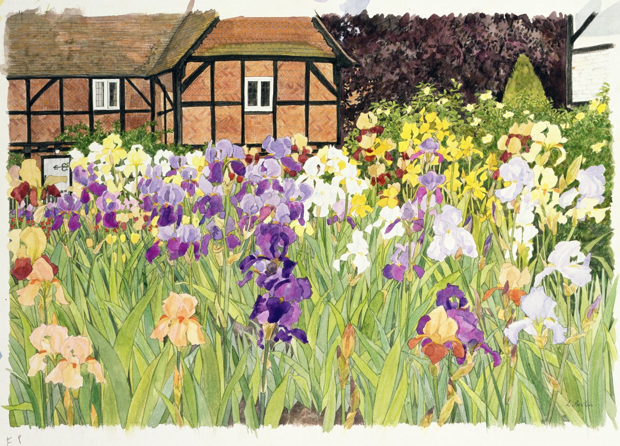 Irises (कागज पर wc) द्वारा लिंडा बेंटन