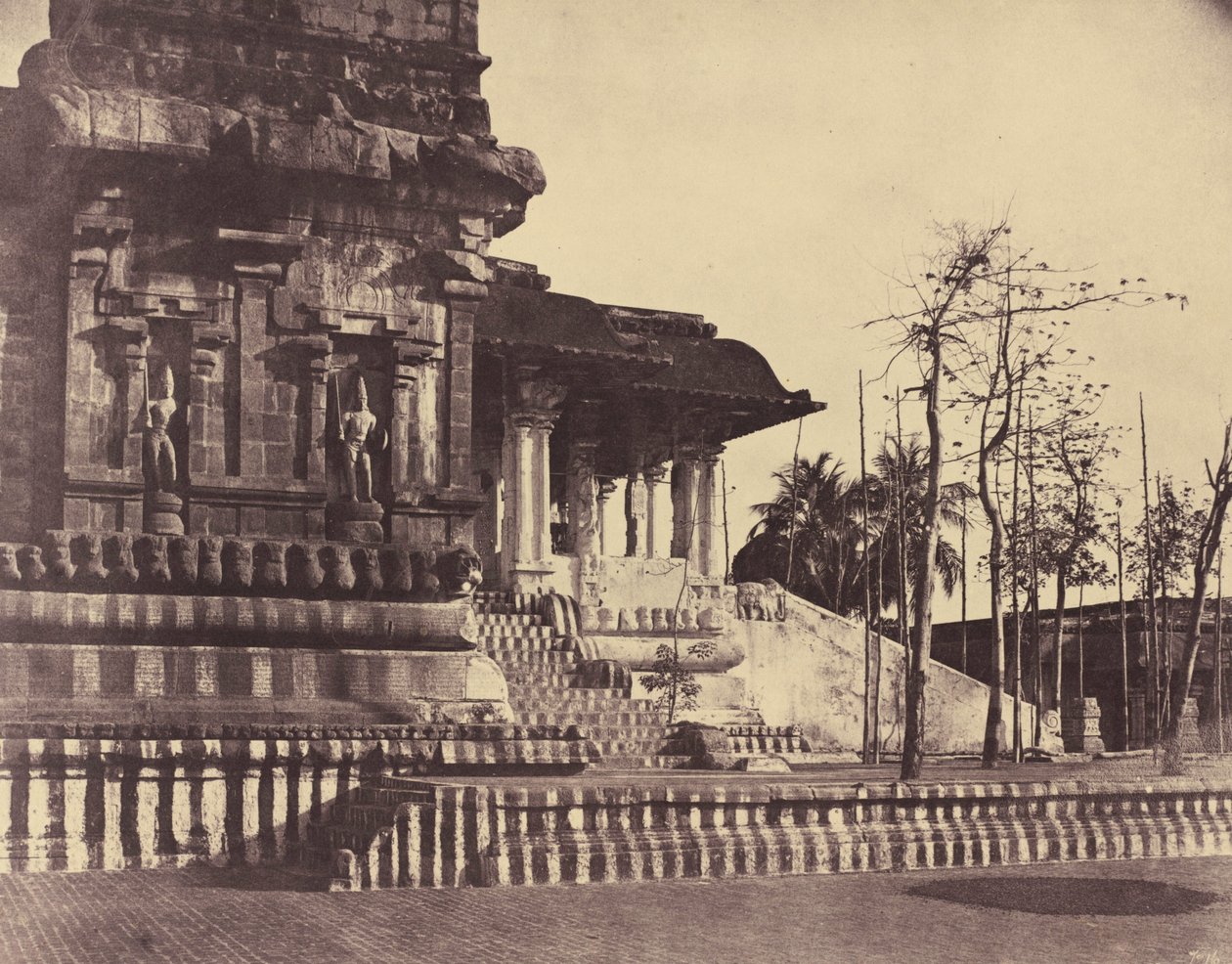  द्वारा लिनिअस ट्राइप