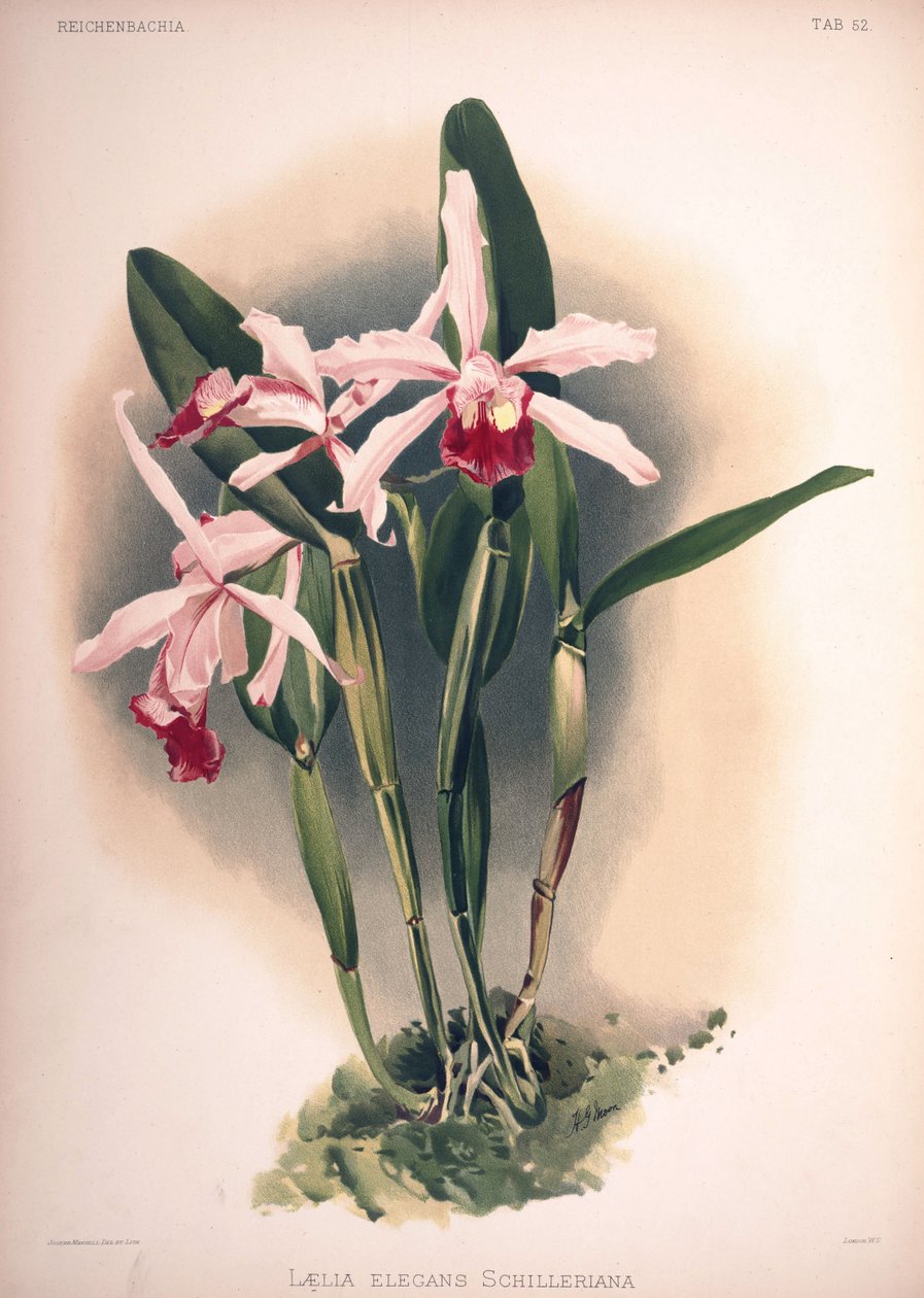 Cattleya × लालित्य, पर्यायवाची: Laelia × elegans var। schilleriana द्वारा लंदन एच। सोथेरन एंड कंपनी