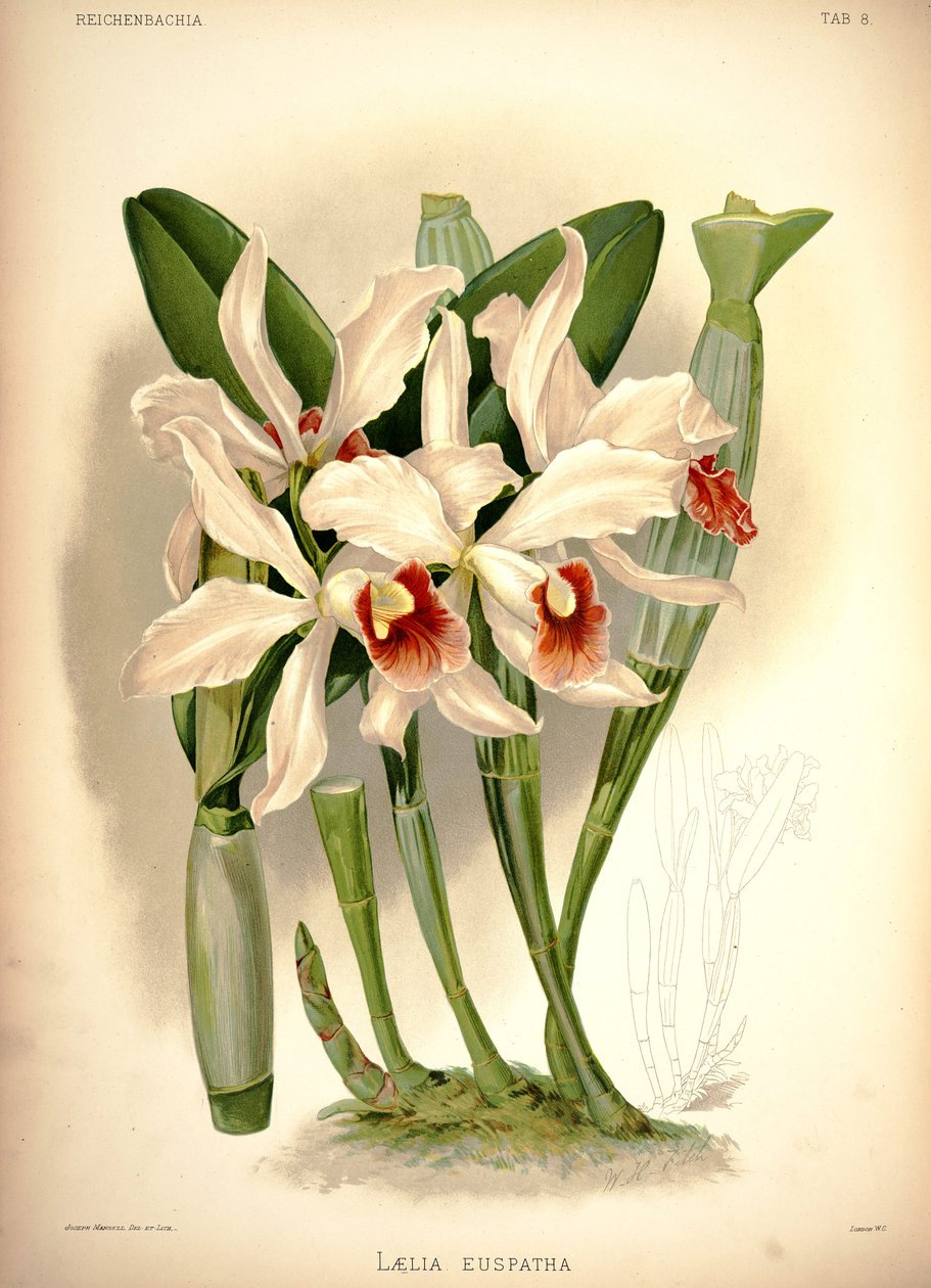 Cattleya × irrorata द्वारा लंदन एच। सोथेरन एंड कंपनी