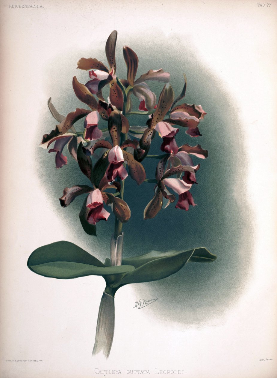 Cattleya tigrina syn के रूप में: Cattleya guttata var। leopoldii द्वारा लंदन एच। सोथेरन एंड कंपनी