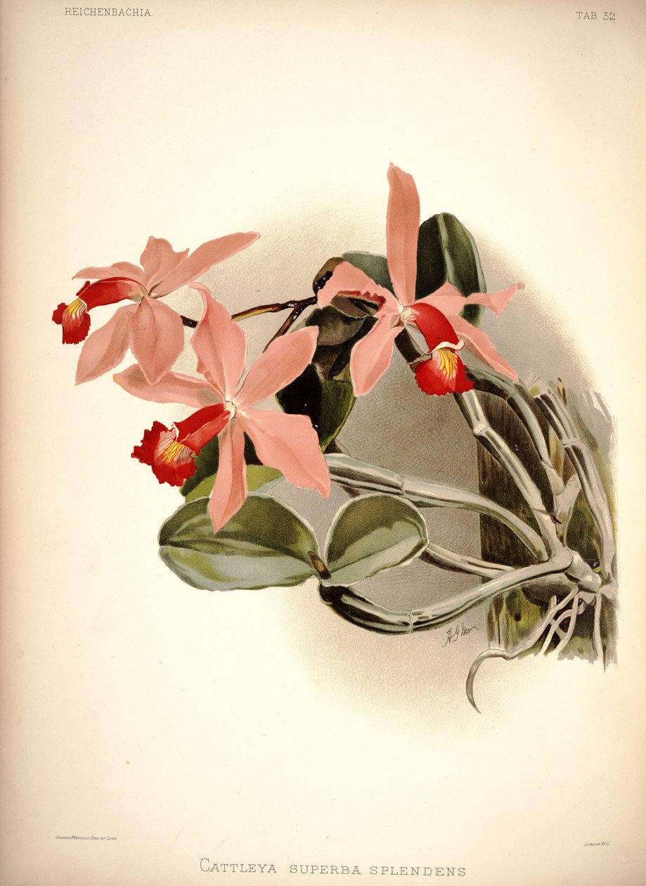 Cattleya violacea द्वारा लंदन एच। सोथेरन एंड कंपनी
