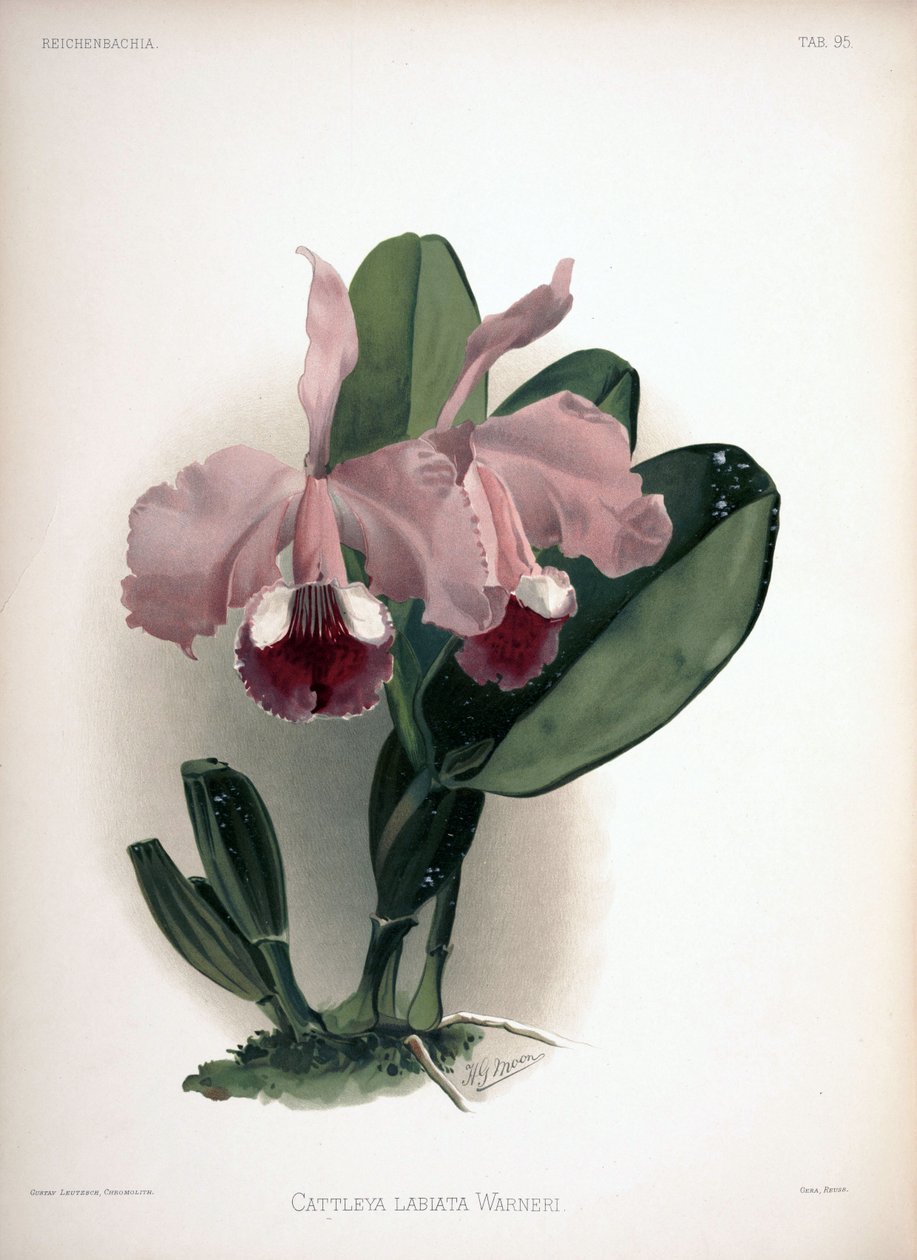 Cattleya वार्नर को syn: Cattleya labiata var warneri द्वारा लंदन एच। सोथेरन एंड कंपनी