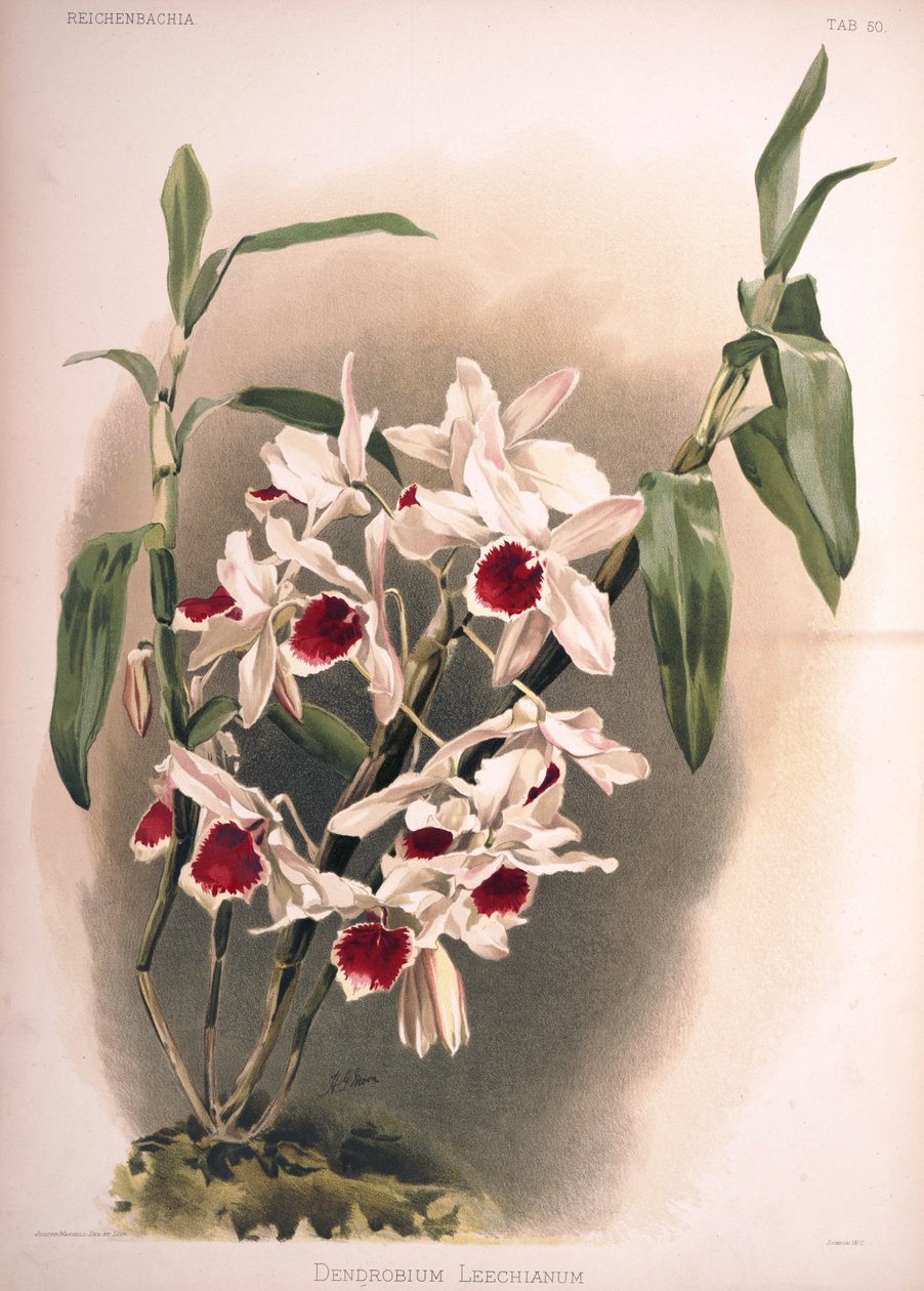 Cymbidium बार leechianum द्वारा लंदन एच। सोथेरन एंड कंपनी