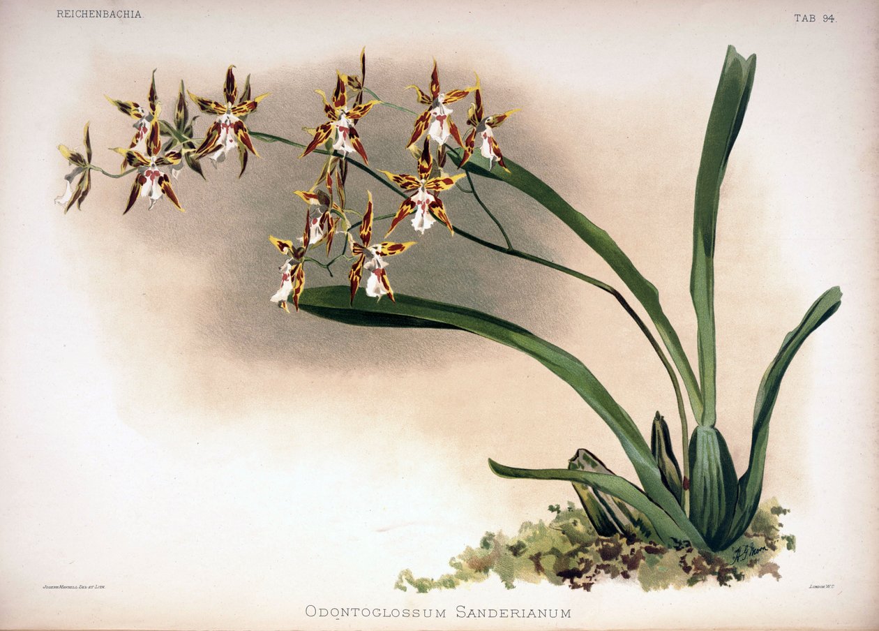 Oncidium निर्माण syn:। Oncidium sanderianum द्वारा लंदन एच। सोथेरन एंड कंपनी