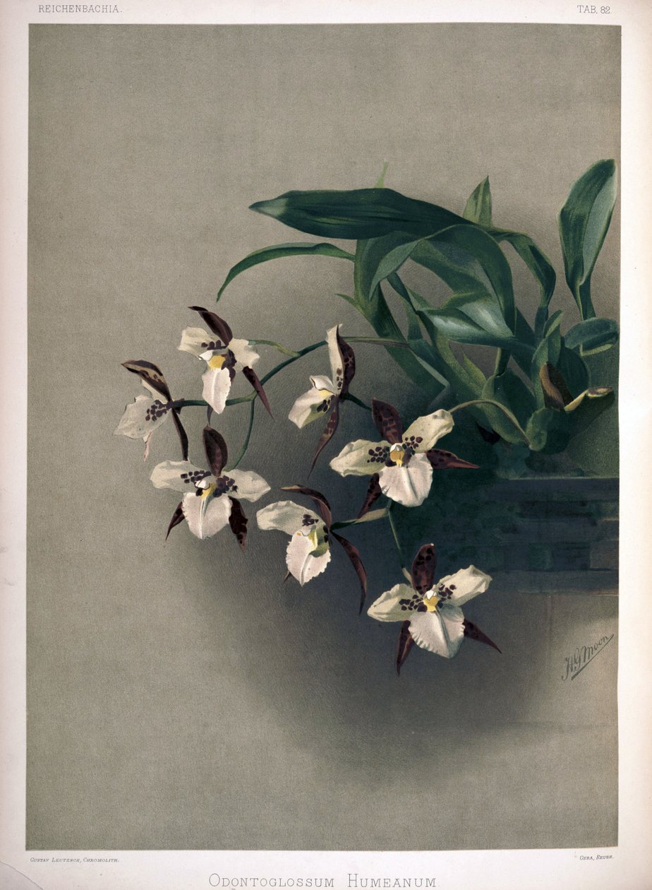 Rhynchostele × humeana syn के रूप में: Odontoglossum × humeanum द्वारा लंदन एच। सोथेरन एंड कंपनी
