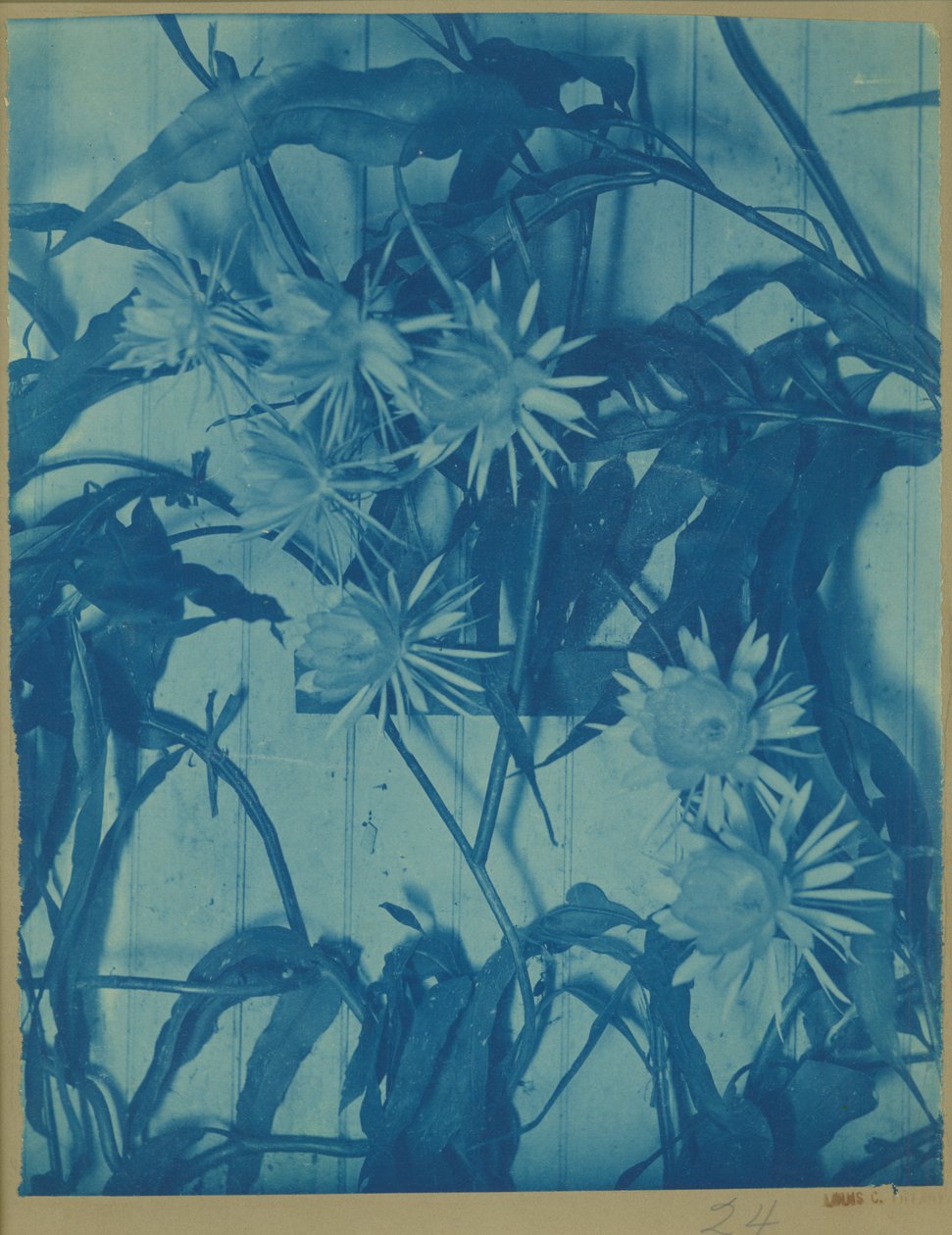 पुष्प अध्ययन, c.1900 (मूल आरोह पर सायनोटाइप) द्वारा लुई कम्फर्ट टिफ़नी