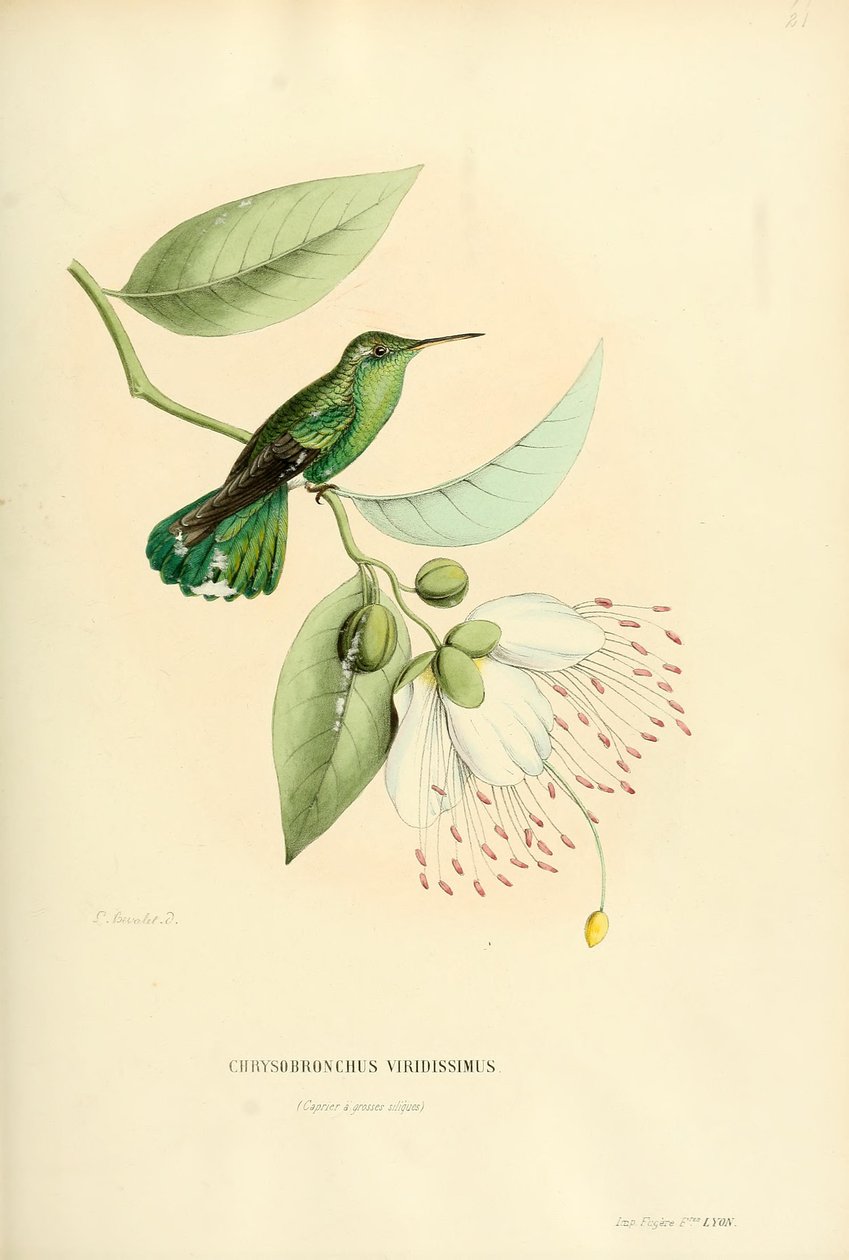 Polytmus टेरेसा टेरेसा द्वारा लुई विक्टर बेवलेट