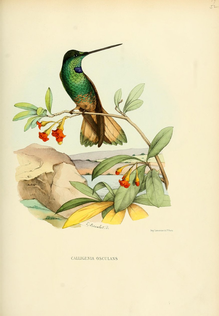 Calligenia चुंबन चुंबन = Coeligena violifer द्वारा लुई विक्टर बेवलेट