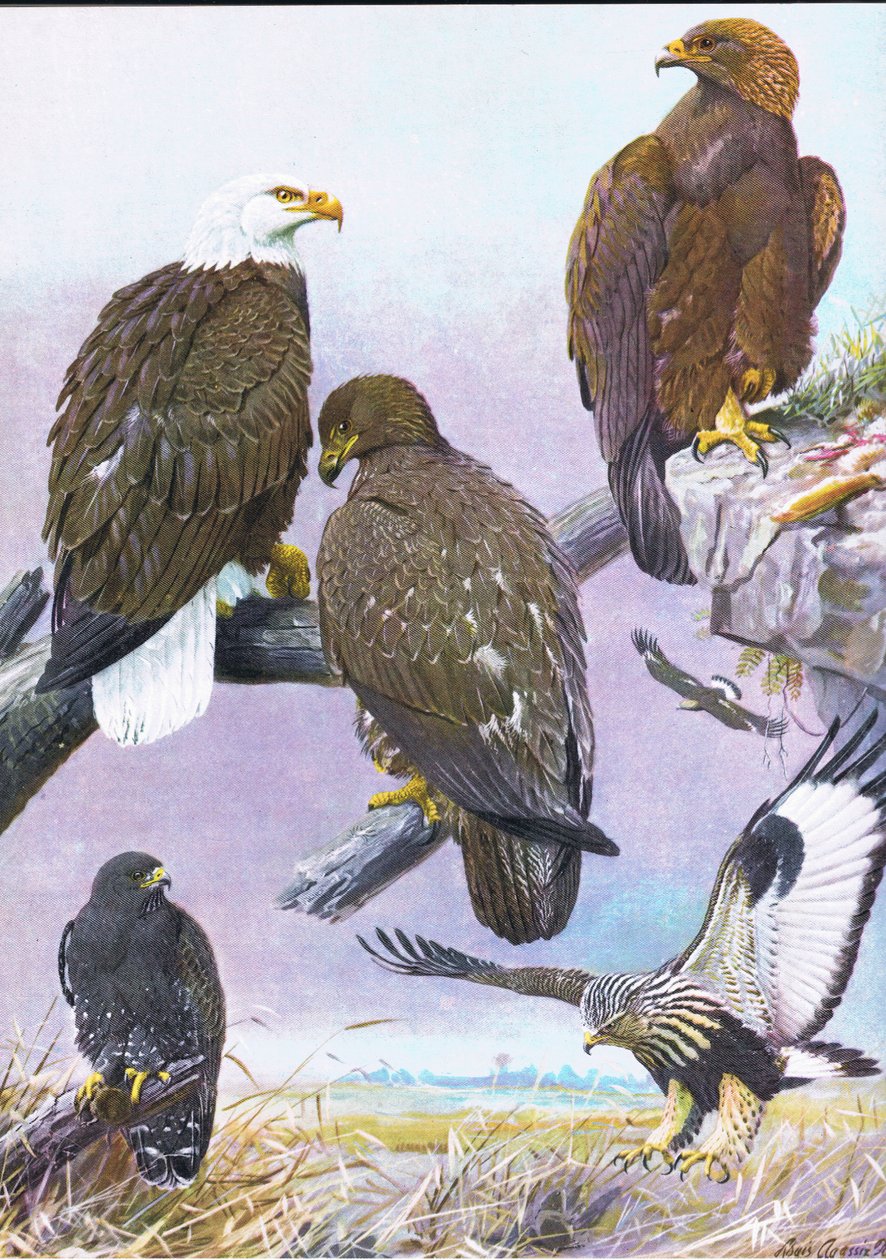 बाल्ड ईगल, अमेरिकन गोल्डन ईगल, अमेरिकन रफ लेग्ड हॉक द्वारा लुइस अगासिज़ फुर्टेस