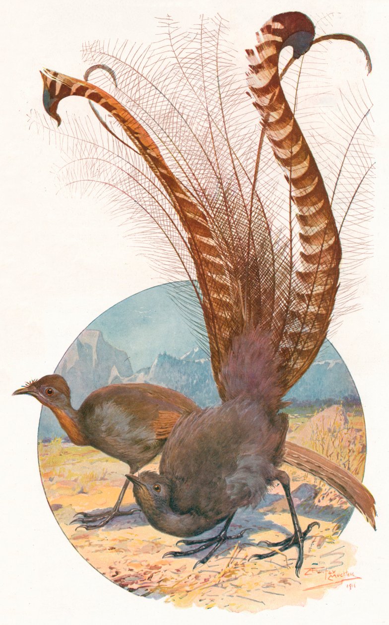 'लाइरे बर्ड्स', 1911, 1911 द्वारा लुई फेयरफैक्स मुक्ले