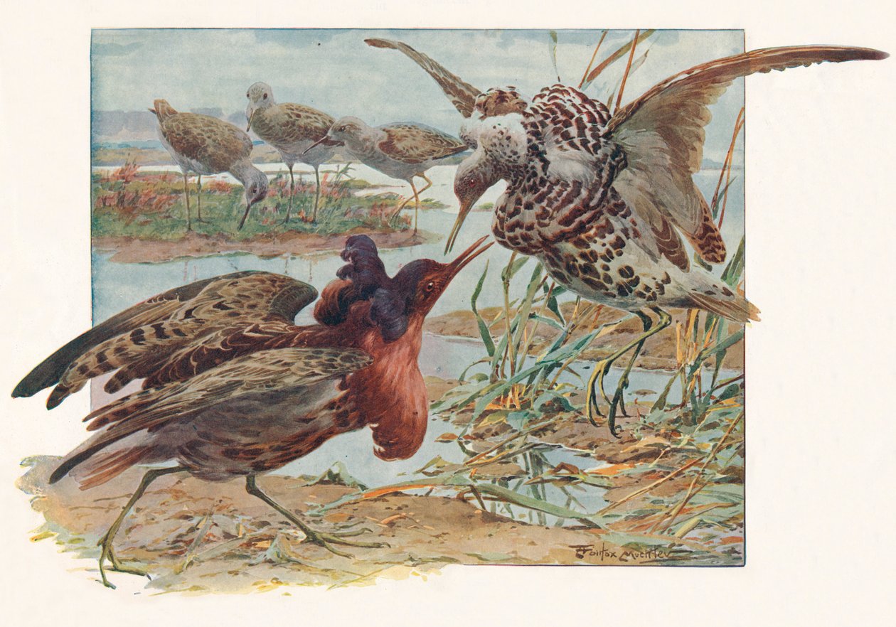 रफ एंड रीव्स, c1910, 1911 द्वारा लुई फेयरफैक्स मुक्ले