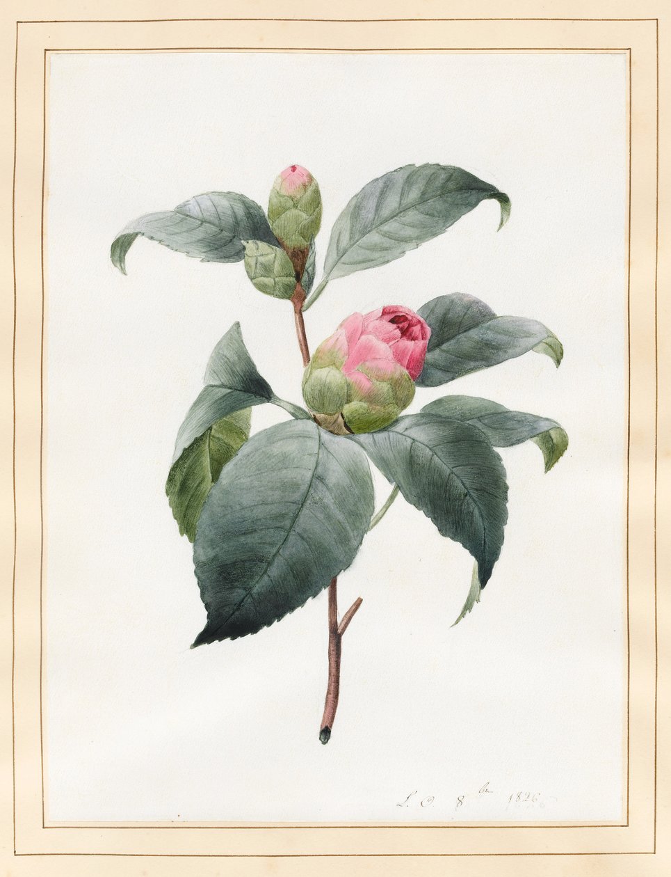 कैमेलिया, 1826 (वेल्लम पर wc) द्वारा लुईस डॉकरेन्स