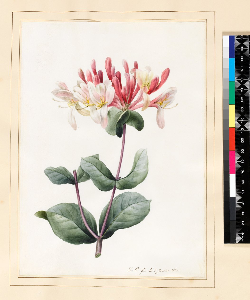 लोंकेरा पेरीक्लेमेनम (हनीसकल) 1830 (वेल्लम पर wc und gouache) द्वारा लुईस डॉकरेन्स