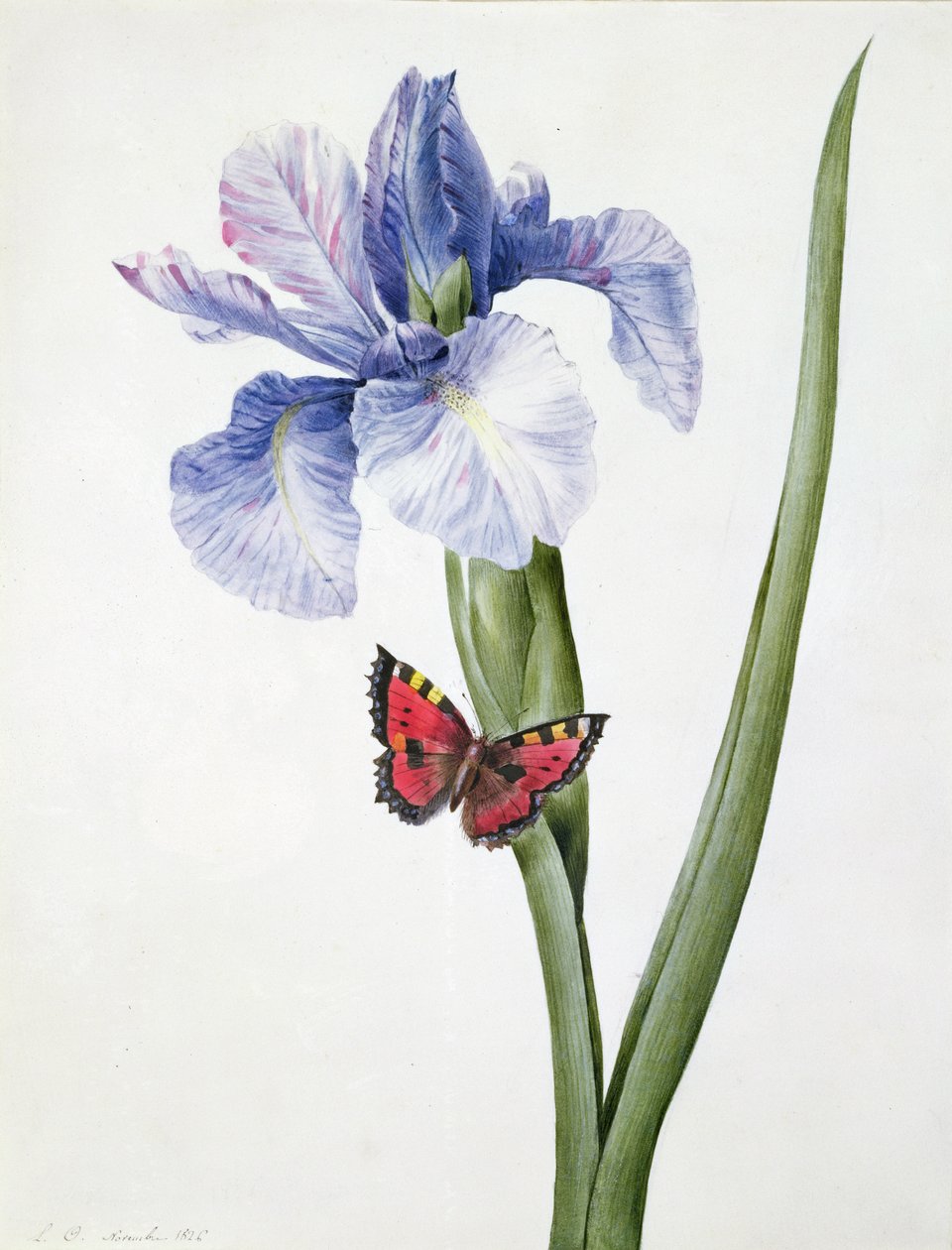 f.10 ब्लू आइरिस विथ बटरफ्लाई (स्पुरिया), 1826 द्वारा लुईस डॉकरेन्स