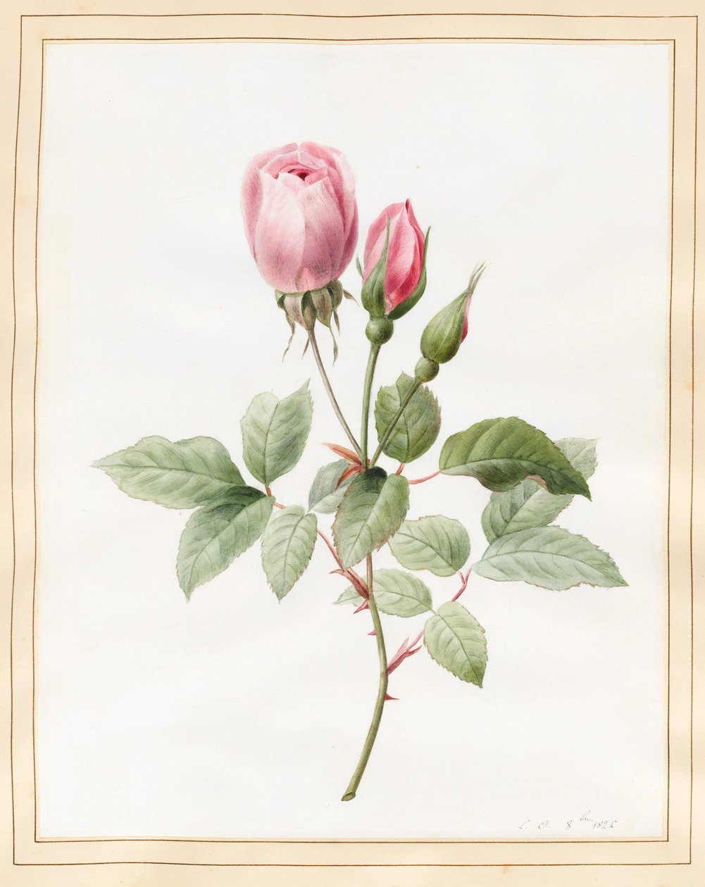 पिंक रोज़ एंड बड्स, 1826 (वेल्लम पर कुछ बॉडीकोल के साथ wc) द्वारा लुईस डॉकरेन्स